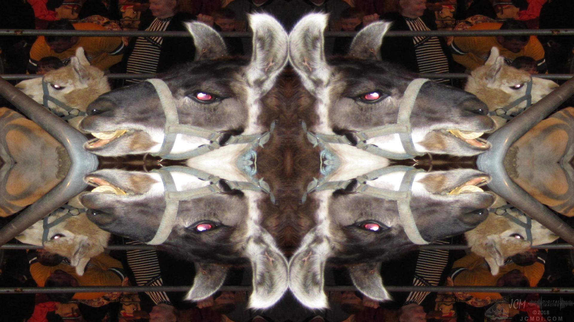 Christmas lightshow petting zoo Joan Bryson feeding animals Quadroscopic